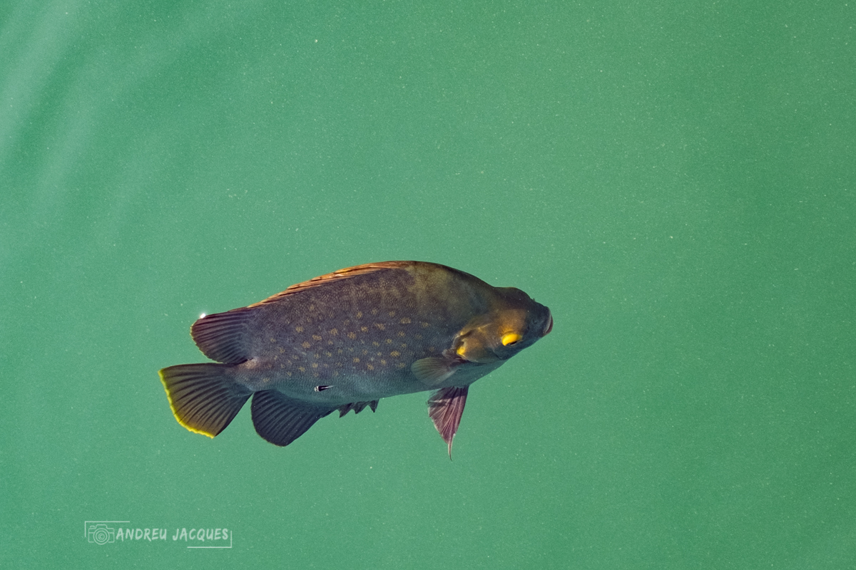 australie 2018-83.jpg